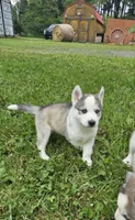 Boba boy 2, a male Siberian Husky for sale in Pittsville, WI – 2 of 7