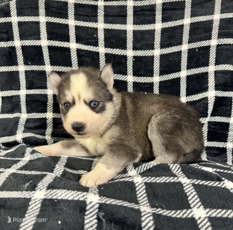 Kova boy 3 – Siberian Husky puppy for sale in Pittsville, WI