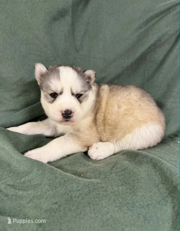 Boba girl 3 – Siberian Husky puppy for sale in Pittsville, WI