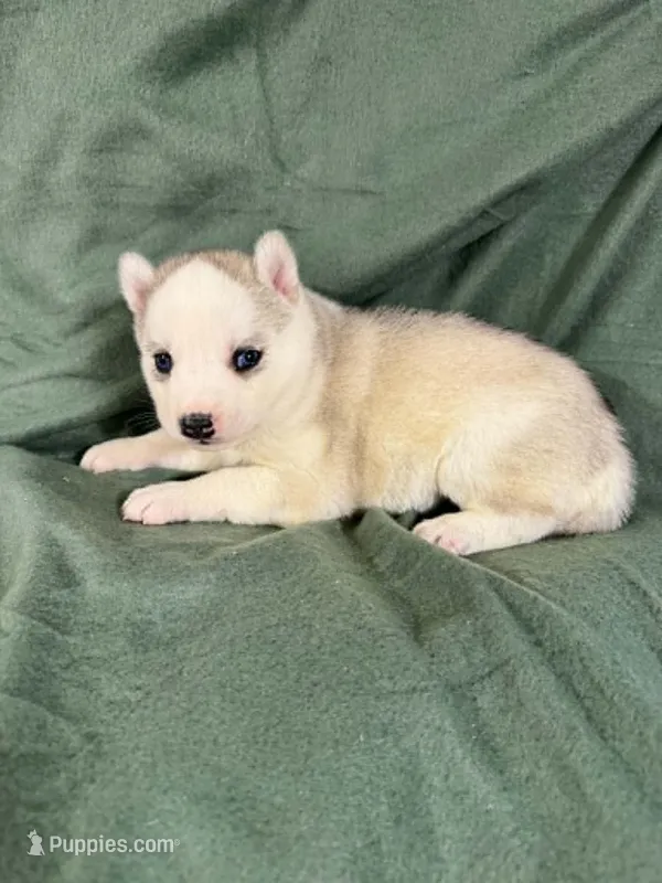 Boba girl 1 – Siberian Husky puppy for sale in Pittsville, WI