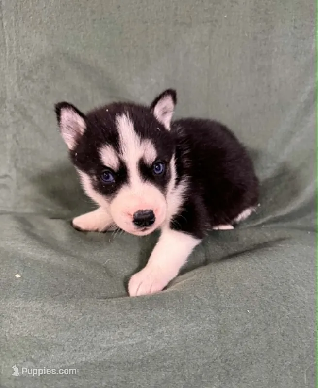Kova girl 1 – Siberian Husky puppy for sale in Pittsville, WI