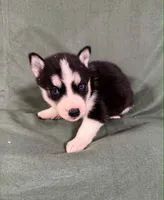 Kova girl 1, a female Siberian Husky for sale in Pittsville, WI – 6 of 10