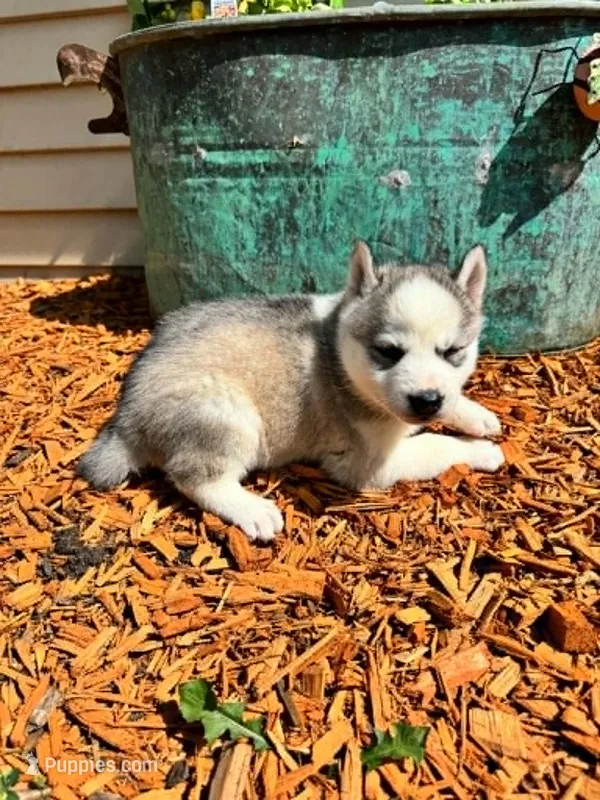 Boba girl 2 – Siberian Husky puppy for sale in Pittsville, WI