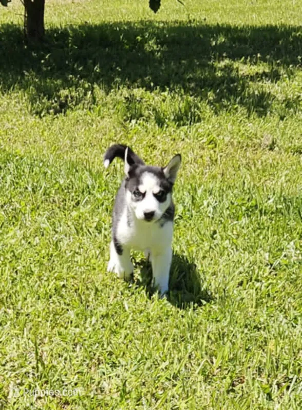 Kova boy 4 – Siberian Husky puppy for sale in Pittsville, WI