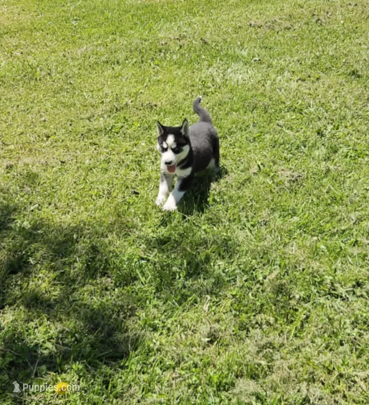 Kova girl 2 – Siberian Husky puppy for sale in Pittsville, WI
