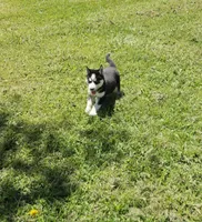 Kova girl 2, a female Siberian Husky for sale in Pittsville, WI – 2 of 8