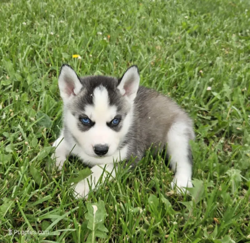 Kova boy 4 – Siberian Husky puppy for sale in Pittsville, WI