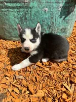 Kova girl 3, a female Siberian Husky for sale in Pittsville, WI – 5 of 8