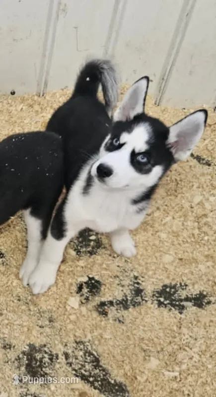 Kova boy 6 – Siberian Husky puppy for sale in Pittsville, WI