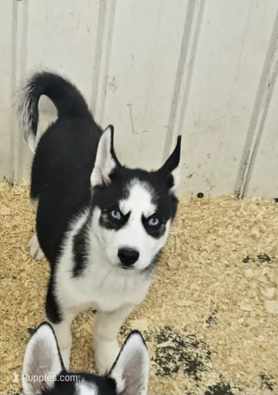 Kova boy 6 – Siberian Husky puppy for sale in Pittsville, WI