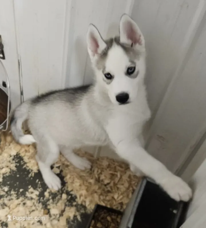 Luna boy 1 – Siberian Husky puppy for sale in Pittsville, WI