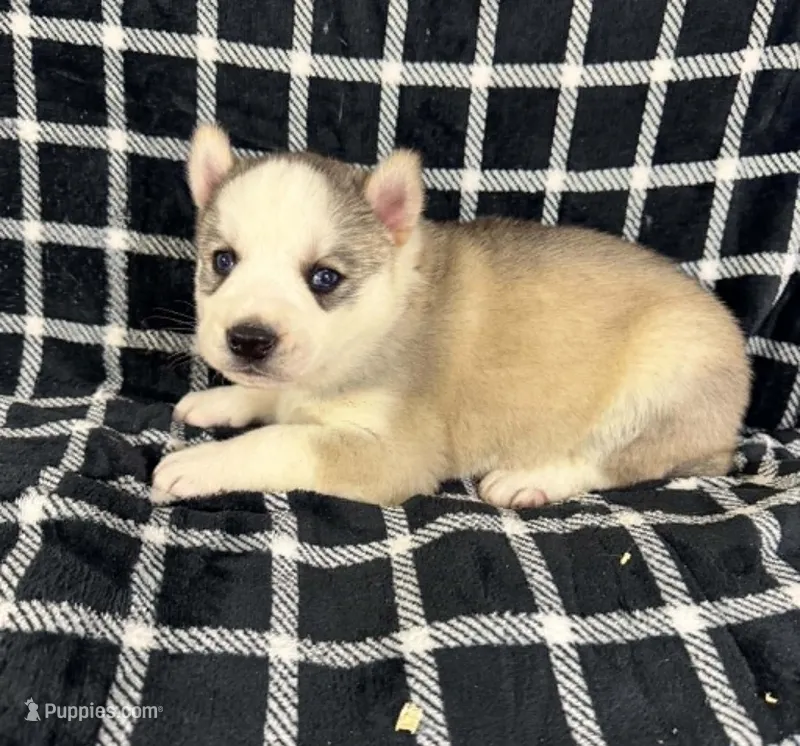 Boba boy 1 – Siberian Husky puppy for sale in Pittsville, WI