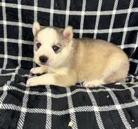 Boba boy 1, a male Siberian Husky for sale in Pittsville, WI – 3 of 6