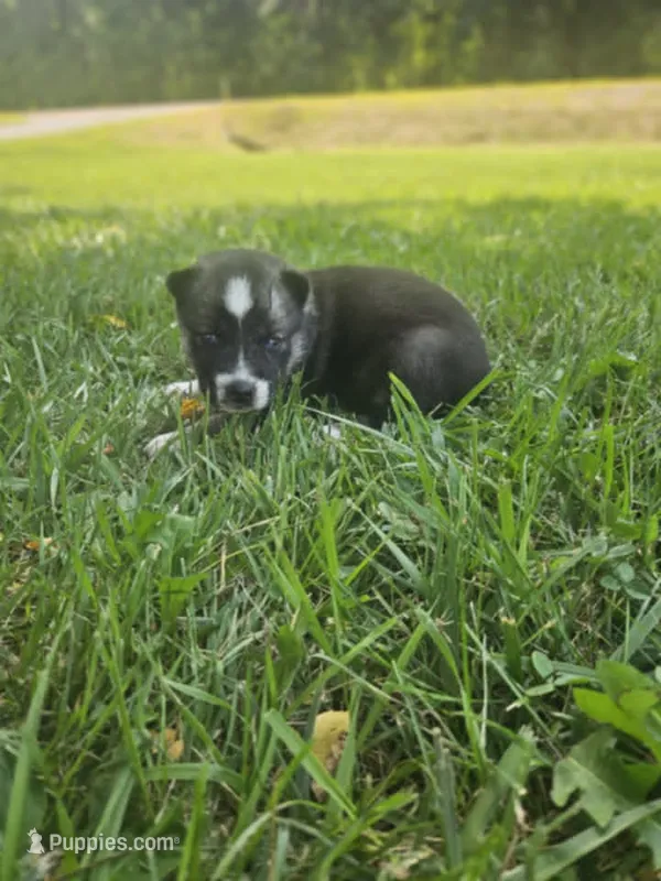 Nightmare girl 1 – Siberian Husky puppy for sale in Pittsville, WI