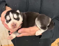 Luna boy 1, a male Siberian Husky for sale in Pittsville, WI – 1 of 1