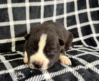 Nightmare girl 1, a female Siberian Husky for sale in Pittsville, WI – 1 of 1