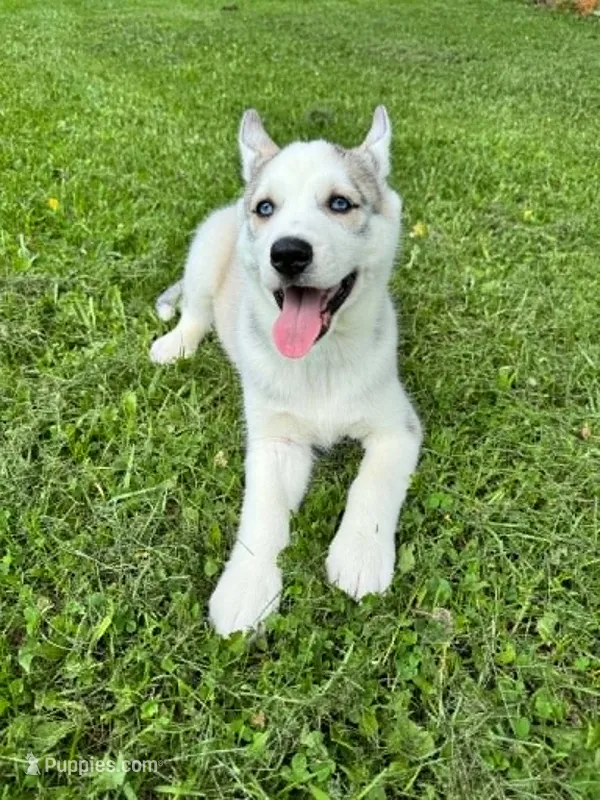 Boba boy 4 – Siberian Husky puppy for sale in Pittsville, WI