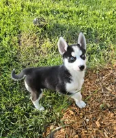 Kova girl 3, a female Siberian Husky for sale in Pittsville, WI – 1 of 8