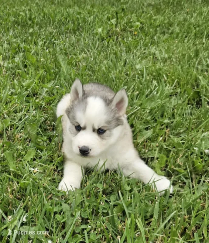 Boba girl 3 – Siberian Husky puppy for sale in Pittsville, WI