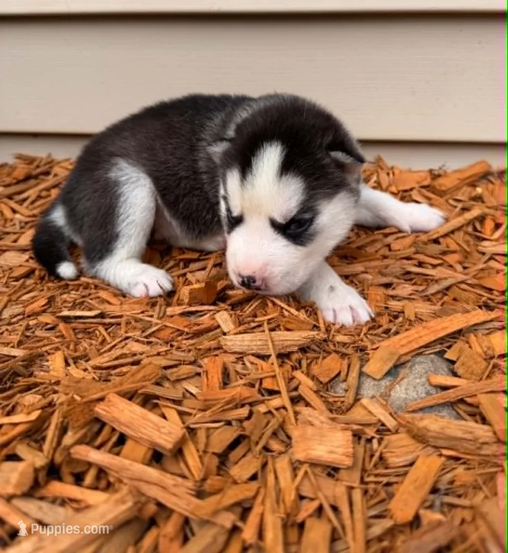 Annabelle boy 4 – Siberian Husky puppy for sale in Pittsville, WI