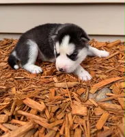 Annabelle boy 4, a male Siberian Husky for sale in Pittsville, WI – 1 of 1