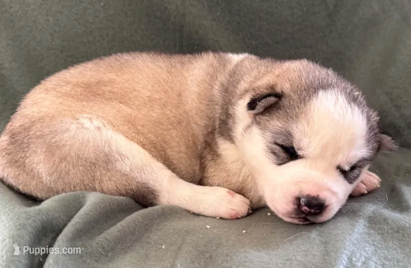 Boba girl 2 – Siberian Husky puppy for sale in Pittsville, WI