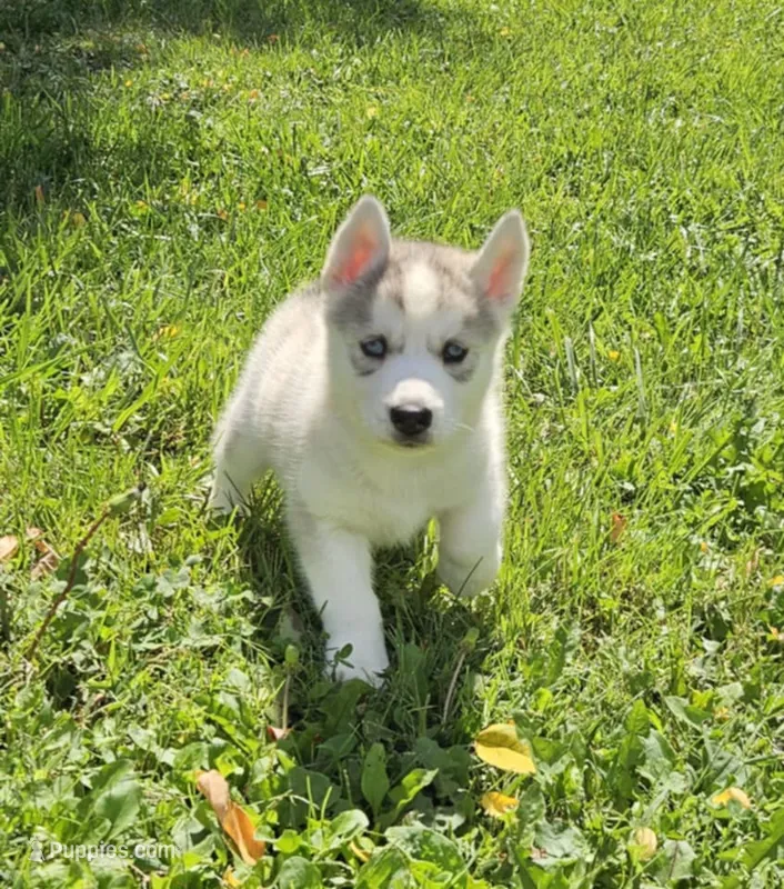 Annabelle boy 2 – Siberian Husky puppy for sale in Pittsville, WI
