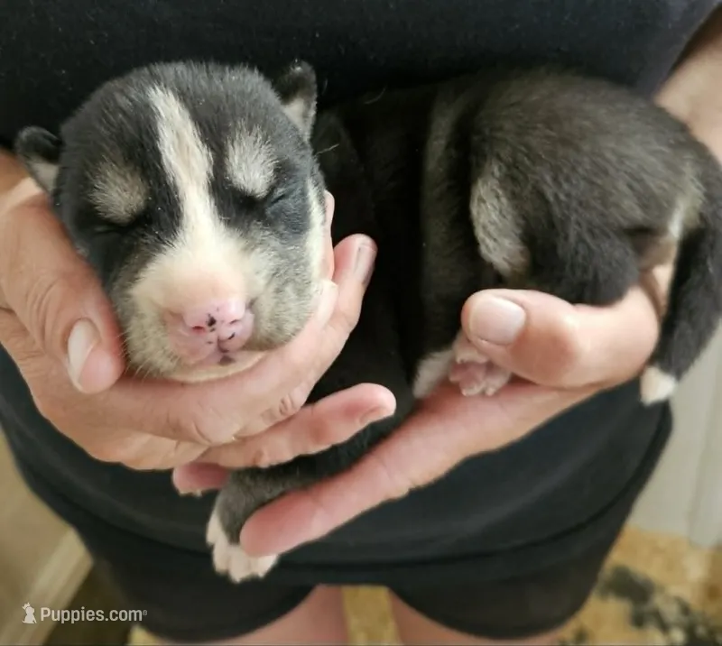 foxy boy 2 – Siberian Husky puppy for sale in Pittsville, WI