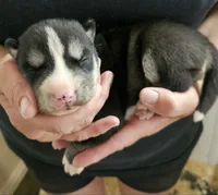 foxy boy 2, a male Siberian Husky for sale in Pittsville, WI – 1 of 1