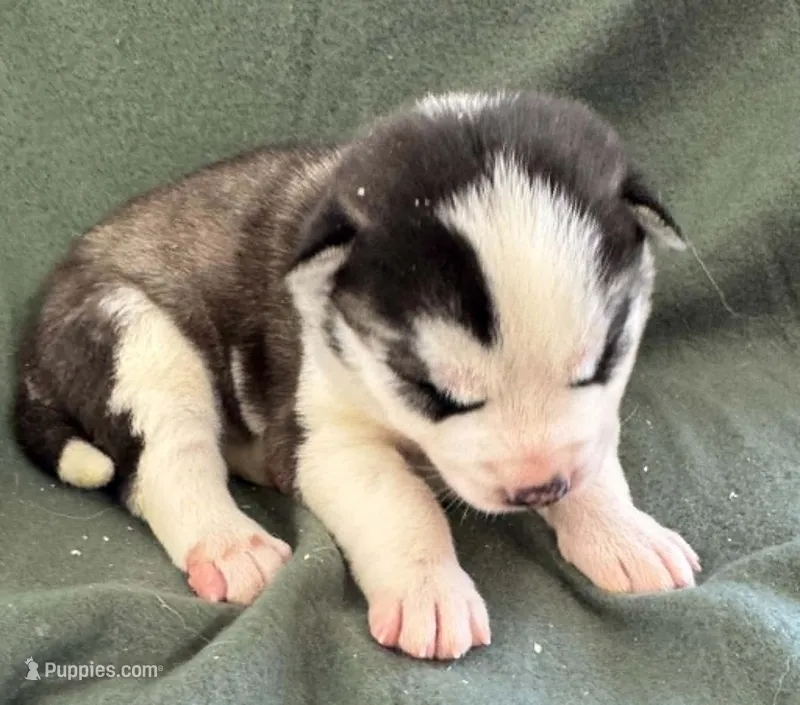Boba girl 4 – Siberian Husky puppy for sale in Pittsville, WI