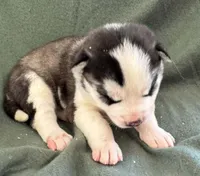 Boba girl 4, a female Siberian Husky for sale in Pittsville, WI – 1 of 3