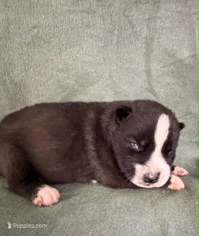 Nightmare boy 4 – Siberian Husky puppy for sale in Pittsville, WI