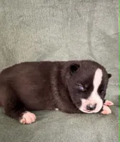 Nightmare boy 4, a male Siberian Husky for sale in Pittsville, WI – 1 of 1