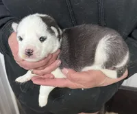 Luna boy 2, a male Siberian Husky for sale in Pittsville, WI – 1 of 1