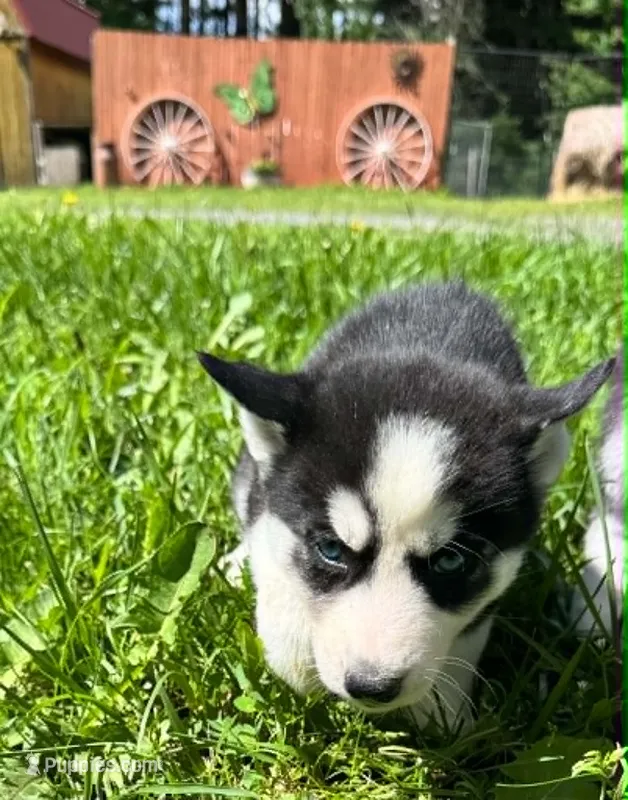 Kova girl 2 – Siberian Husky puppy for sale in Pittsville, WI