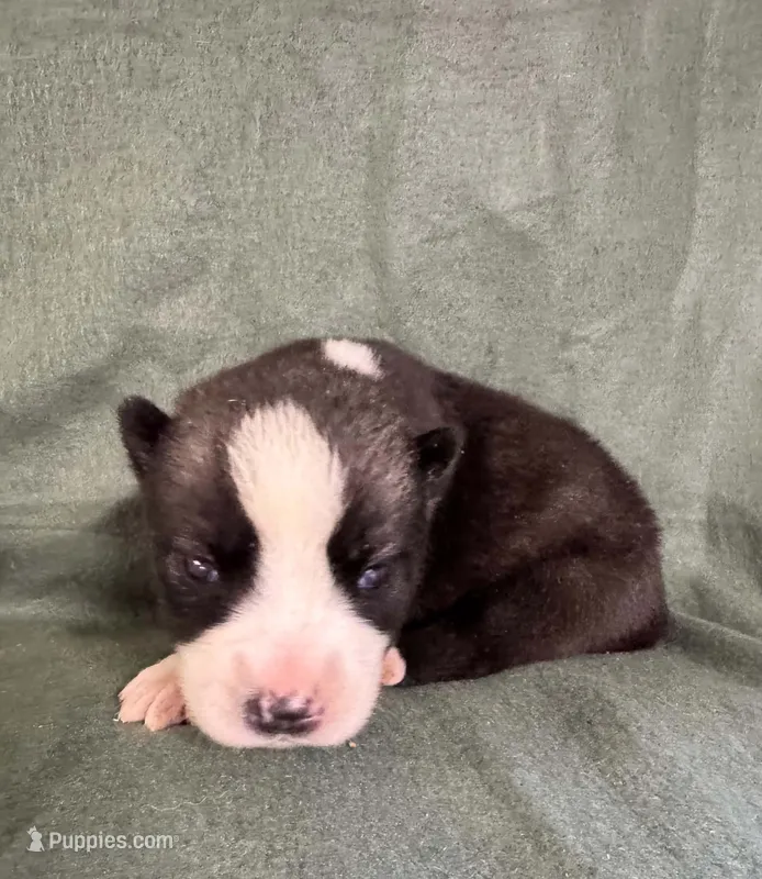 Nightmare boy 3 – Siberian Husky puppy for sale in Pittsville, WI