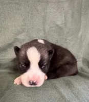 Nightmare boy 3, a male Siberian Husky for sale in Pittsville, WI – 1 of 1