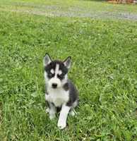 Kova girl 1, a female Siberian Husky for sale in Pittsville, WI – 4 of 10