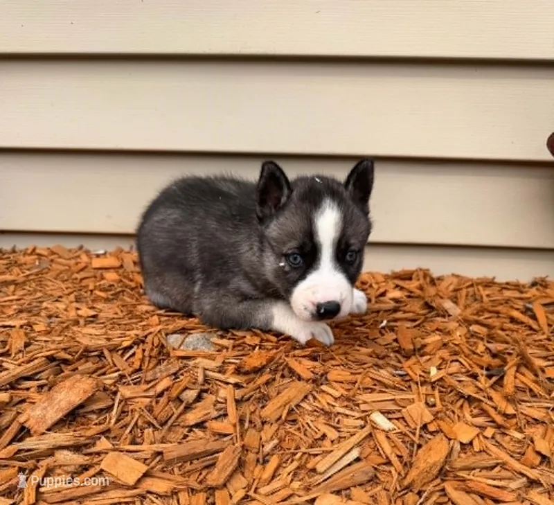 Nightmare boy 1 – Siberian Husky puppy for sale in Pittsville, WI