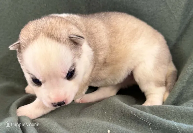 Boba girl 1 – Siberian Husky puppy for sale in Pittsville, WI