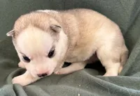 Boba girl 1, a female Siberian Husky for sale in Pittsville, WI – 1 of 3