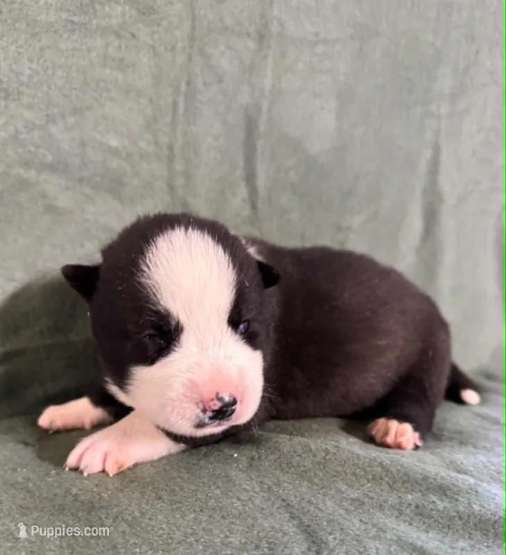 nightmare boy 5 – Siberian Husky puppy for sale in Pittsville, WI