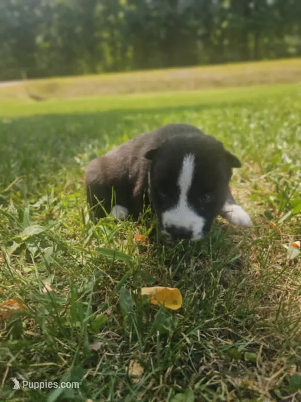 Nightmare girl 2 – Siberian Husky puppy for sale in Pittsville, WI