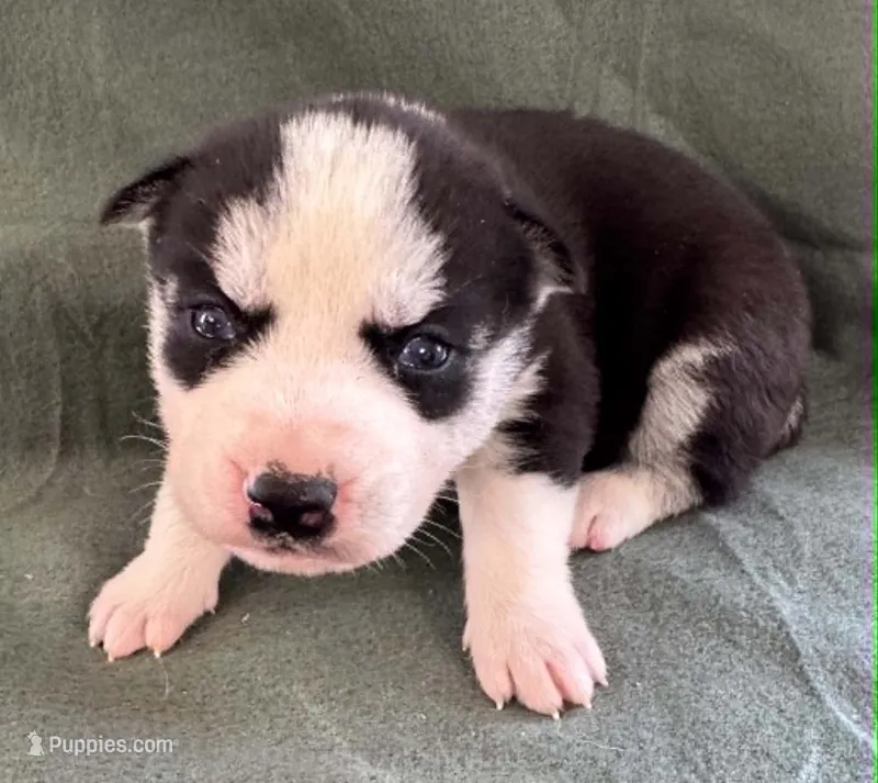 Kova girl 3 – Siberian Husky puppy for sale in Pittsville, WI