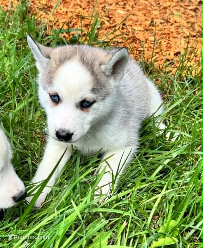 Boba girl 2 – Siberian Husky puppy for sale in Pittsville, WI