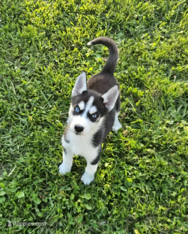 Kova girl 1 – Siberian Husky puppy for sale in Pittsville, WI