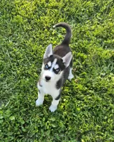 Kova girl 1, a female Siberian Husky for sale in Pittsville, WI – 1 of 10