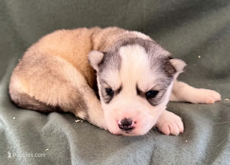 Boba girl 3 – Siberian Husky puppy for sale in Pittsville, WI