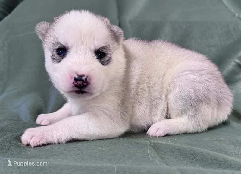 Luna girl 1 – Siberian Husky puppy for sale in Pittsville, WI