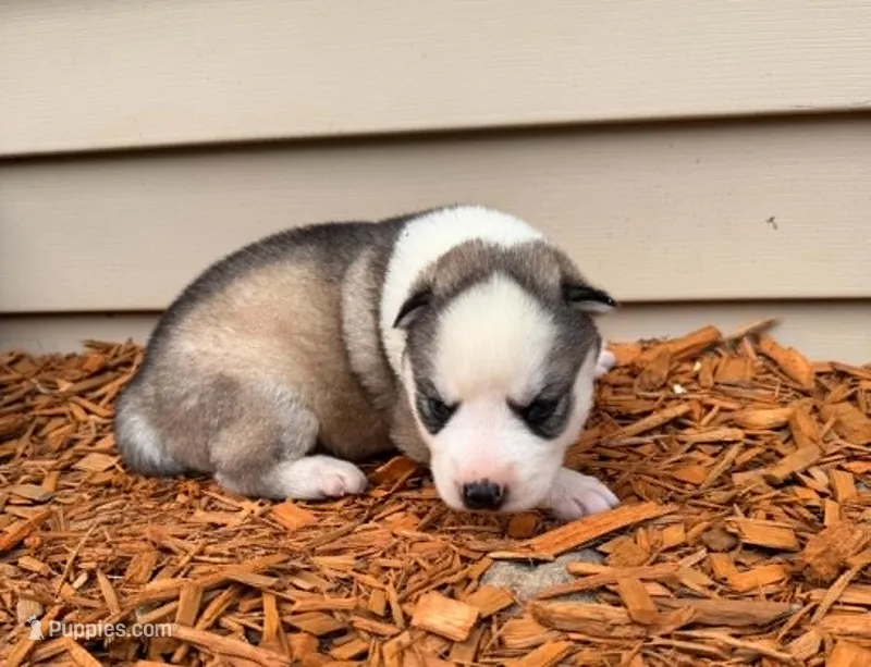 Annabelle boy 3 – Siberian Husky puppy for sale in Pittsville, WI